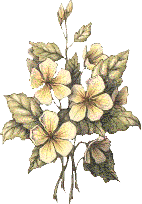 soft_flower.gif (24196 octets)