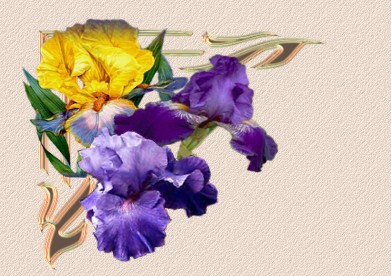 topleft_iris.jpg (41387 octets)